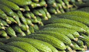 大連 蔬菜內(nèi)部種子膨大造成蔬菜采摘后繼續(xù)生長(zhǎng)