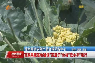 徐州雨潤(rùn) 百家蔬果基地,保障 大菜籃子 供應(yīng)
